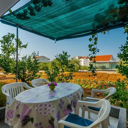 Maslina Trogir